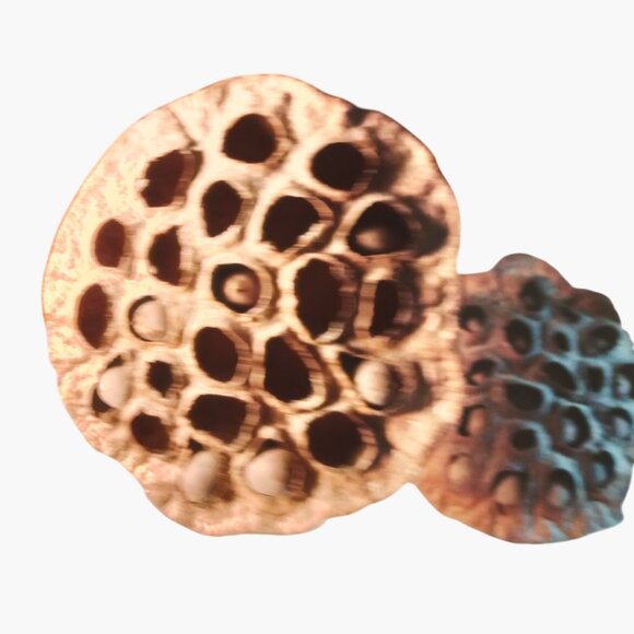 Dried Lotus Pods Stems Crafts Home Floral Decor Natural Brown Lot 3 - Picture 6 of 8